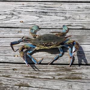 Meet your Posher, Aimee